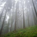 Bukovina 59