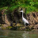 Danube delta 04