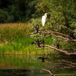 Danube delta 05