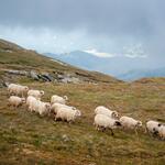 Bucegi 14