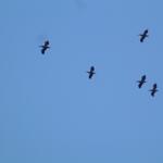DSCF0005