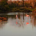 flamingos refljo laguna