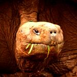 cara galapagos