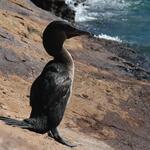 cormoran