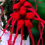 flor
