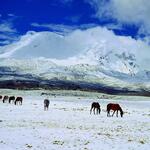Antizana nevado con caball