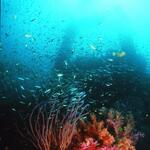 Coral Reef