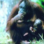 Orangutan