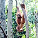 Spider Monkey