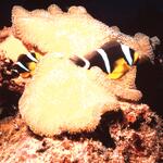  Seychelles Anemone fish