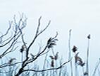 Romania_Danube_Delta_Birds_03